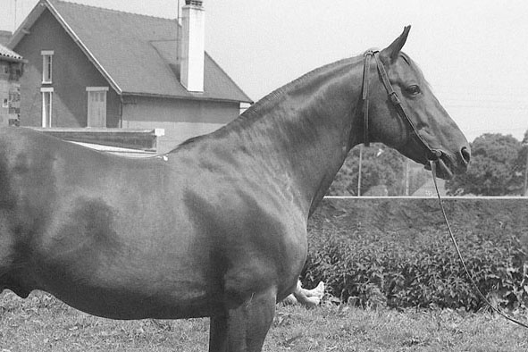Les champions (hommes et chevaux) LETROT